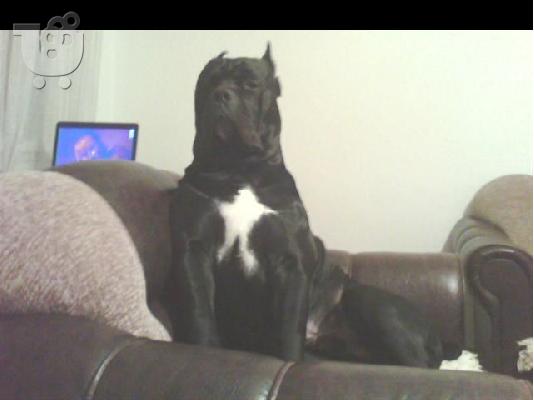 CANE CORSO
